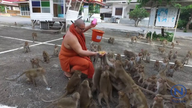วัดเขาวงกฎ
เลี้ยงอาหารลิงแบบ"มังสวิรัติ"
หวังลดความดุร้าย