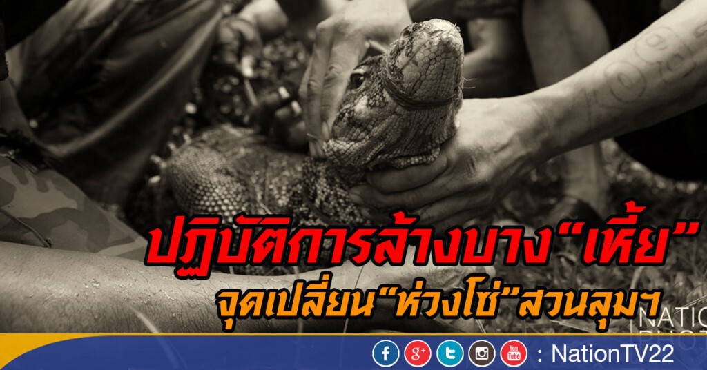 ปฏิบัติการล้างบาง"เหี้ย"
จุดเปลี่ยน"ห่วงโซ่"สวนลุมฯ