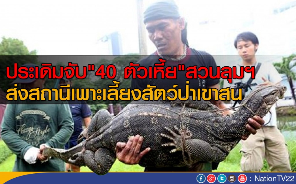 ประเดิมจับ "40 ตัวเหี้ย" สวนลุมฯ
ส่งสถานีเพาะเลี้ยงสัตว์ป่าเขาสน ประเดิมจับ "40 ตัวเหี้ย" สวนลุมฯ
ส่งสถานีเพาะเลี้ยงสัตว์ป่าเขาสน