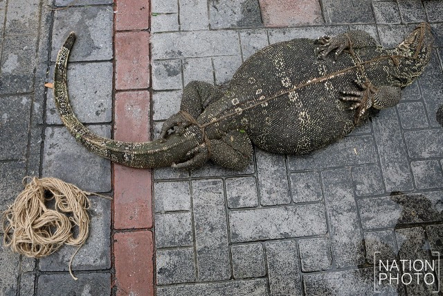 ปฏิบัติการล้างบาง"เหี้ย"
จุดเปลี่ยน"ห่วงโซ่"สวนลุมฯ