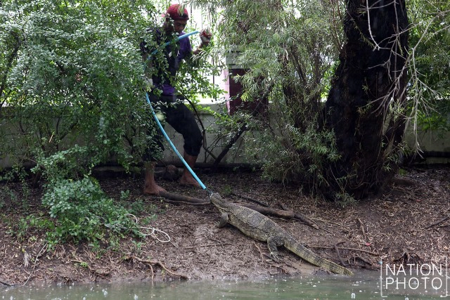 ปฏิบัติการล้างบาง"เหี้ย"
จุดเปลี่ยน"ห่วงโซ่"สวนลุมฯ