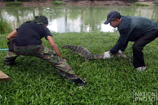 ประเดิมจับ "40 ตัวเหี้ย" สวนลุมฯ
ส่งสถานีเพาะเลี้ยงสัตว์ป่าเขาสน
