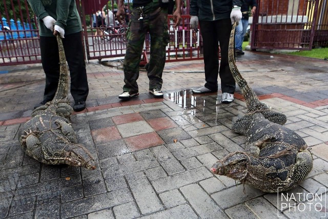 ประเดิมจับ "40 ตัวเหี้ย" สวนลุมฯ
ส่งสถานีเพาะเลี้ยงสัตว์ป่าเขาสน