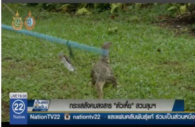 กระแสสังคมสงสาร "ตัวเหี้ย" สวนลุมฯ