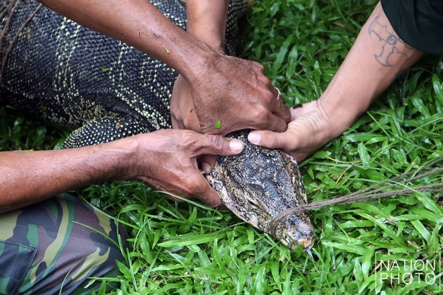ประเดิมจับ "40 ตัวเหี้ย" สวนลุมฯ
ส่งสถานีเพาะเลี้ยงสัตว์ป่าเขาสน