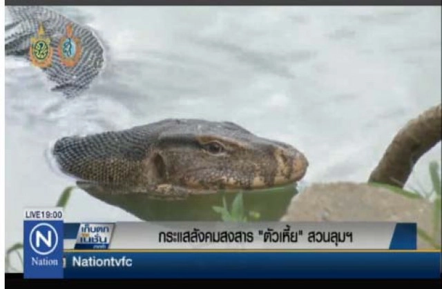 กระแสสังคมสงสาร "ตัวเหี้ย" สวนลุมฯ