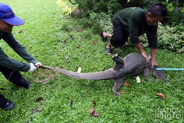 ประเดิมจับ "40 ตัวเหี้ย" สวนลุมฯ
ส่งสถานีเพาะเลี้ยงสัตว์ป่าเขาสน