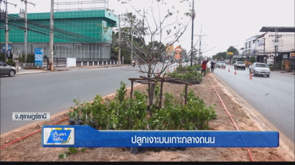 ปลูกเงาะกลางถนน