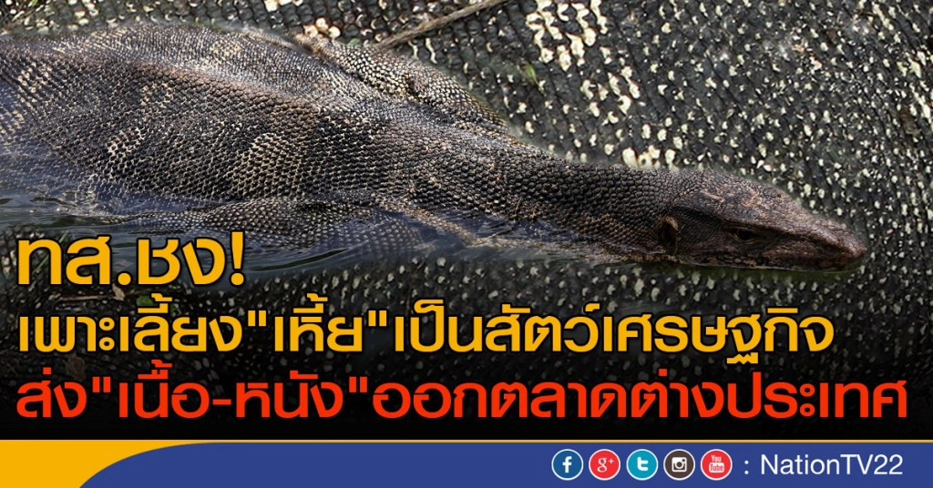 ทส.ชง! เพาะเลี้ยง "เหี้ย"  เป็นสัตว์เศรษฐกิจ ส่ง"เนื้อ-หนัง" ออกตลาดต่างประเทศ