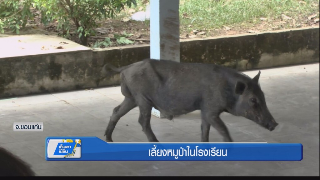 เลี้ยงหมูป่าในโรงเรียน