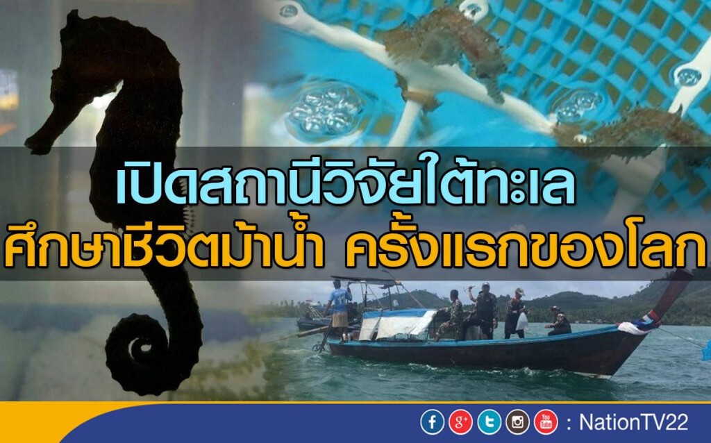เปิดสถานีวิจัยใต้ทะเล
ศึกษาชีวิตม้าน้ำ ครั้งแรกของโลก เปิดสถานีวิจัยใต้ทะเล
ศึกษาชีวิตม้าน้ำ ครั้งแรกของโลก