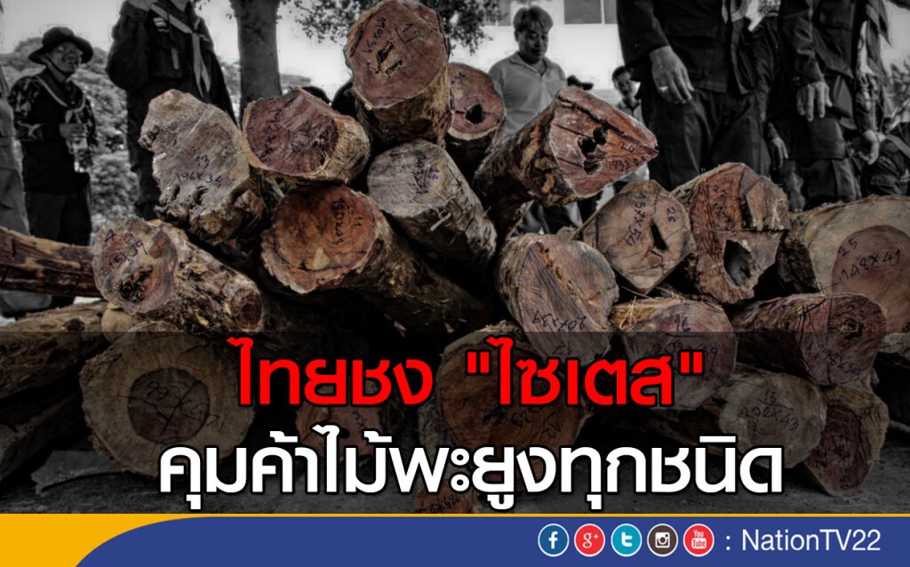 ไทยชง "ไซเตส" คุมค้าไม้พะยูงทุกชนิด ไทยชง "ไซเตส" คุมค้าไม้พะยูงทุกชนิด