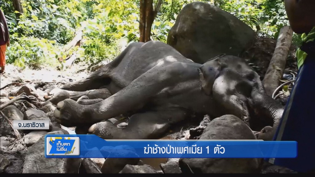 ฆ่าช้างป่าเพศเมีย 1 ตัว