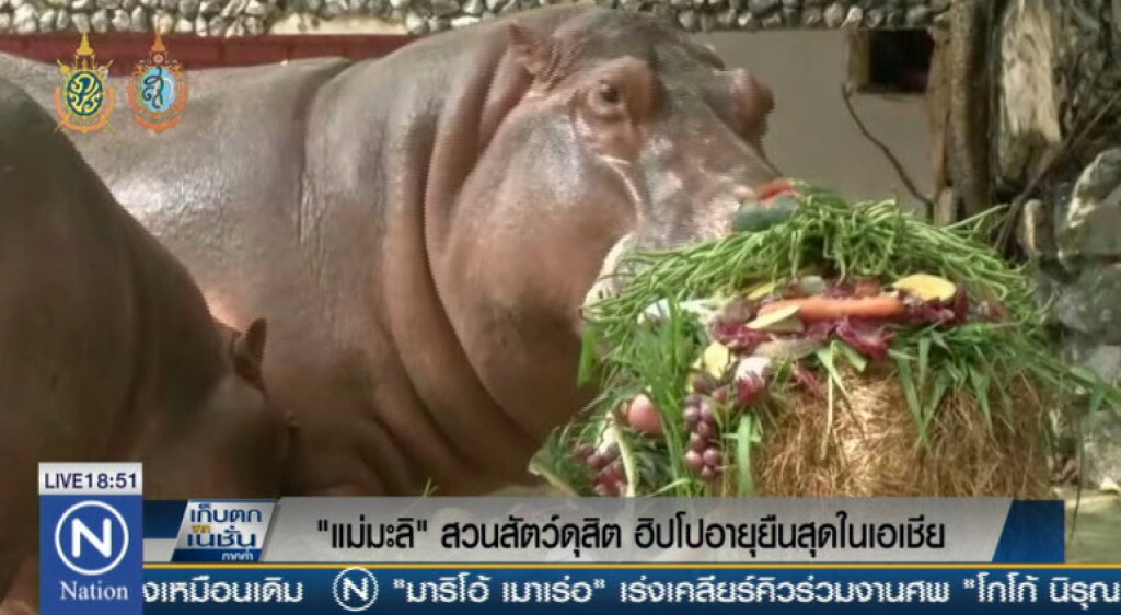 50 ปีแม่มะลิ ฮิปโปอายุยืนในเอเชีย
