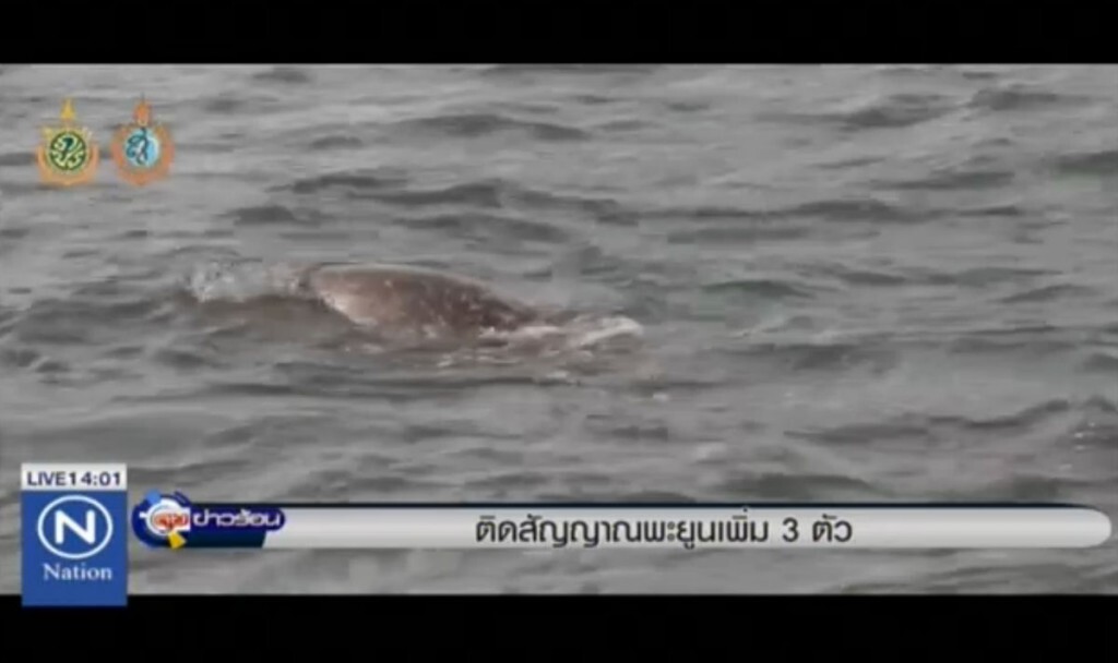 ติดสัญญาณพะยูน 3 ตัวเดือน พ.ย.นี้