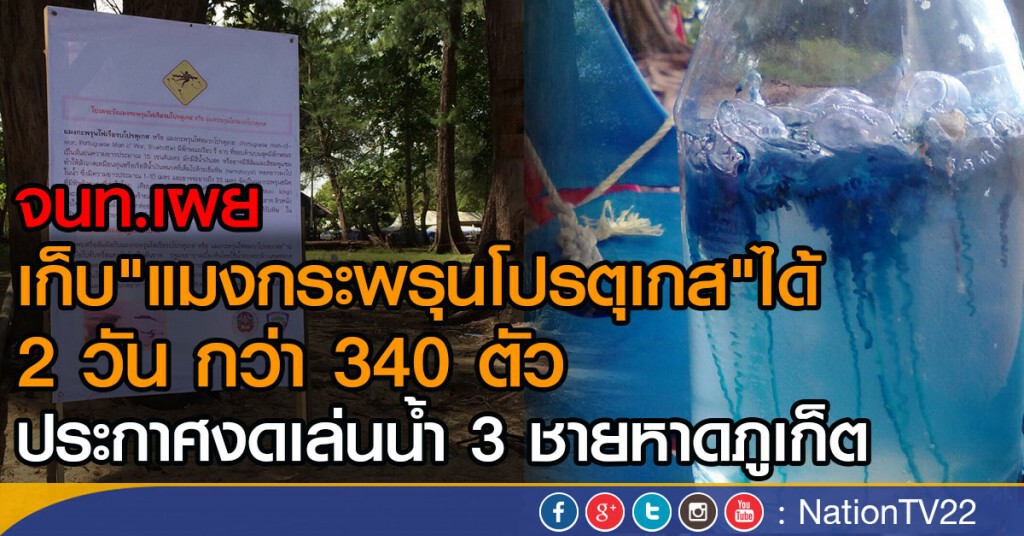 จนท.เผย 2 วัน เก็บได้ กว่า 340 ตัว
"แมงกระพรุนโปรตุเกส"
ประกาศงดเล่นน้ำ 3 ชายหาดภูเก็ต