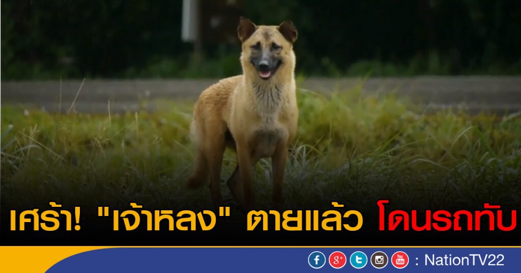 เศร้า! "เจ้าหลง" ตายแล้ว โดนรถทับ เศร้า! "เจ้าหลง" ตายแล้ว โดนรถทับ