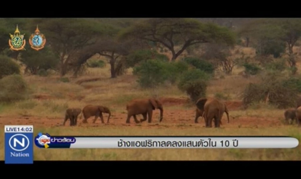 ช้างแอฟริกาลดลงแสนตัว ใน 10 ปี ช้างแอฟริกาลดลงแสนตัว ใน 10 ปี