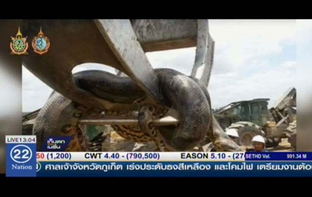 อนาคอนดายักษ์ยาว 10 เมตร