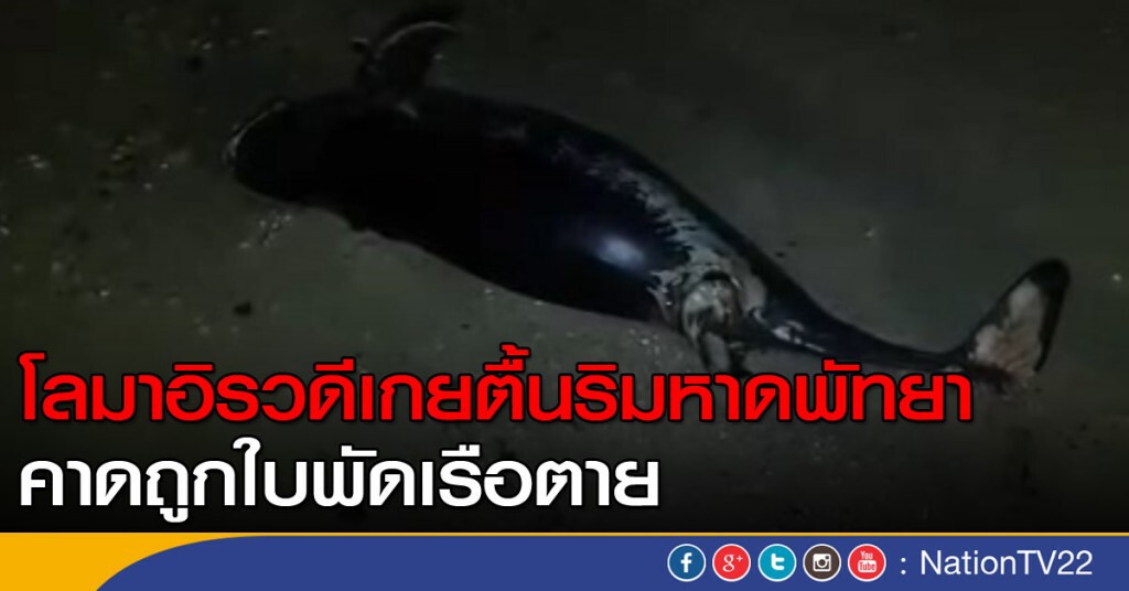 โลมาอิรวดีเกยตื้นริมหาดพัทยา คาดถูกใบพัดเรือตาย