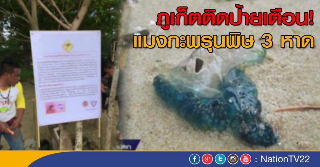 ติดป้ายเตือนแมงกะพรุนพิษ 3 หาด ติดป้ายเตือนแมงกะพรุนพิษ 3 หาด