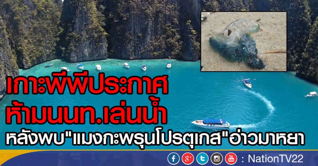 เกาะพีพีประกาศ ห้ามนนท.เล่นน้ำ หลังพบ
"แมงกะพรุนโปรตุเกส"อ่าวมาหยา