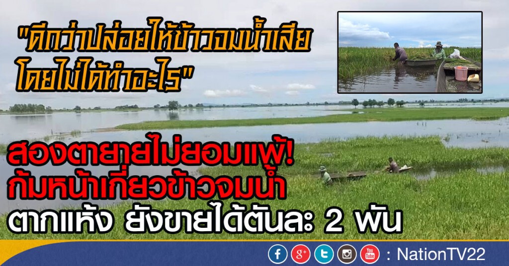 สองตายายไม่ยอมแพ้!
ก้มหน้าเกี่ยวข้าวจมน้ำ
ไปตากแห้ง ยังขายได้ตันละ 2 พัน