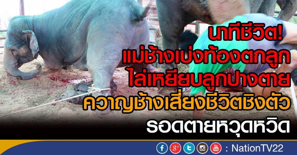 แม่ช้างเบ่งท้องตกลูก
ไล่เหยียบลูกปางตาย
ควาญช้างเสี่ยงชีวิตชิงตัว
รอดตายหวุดหวิด