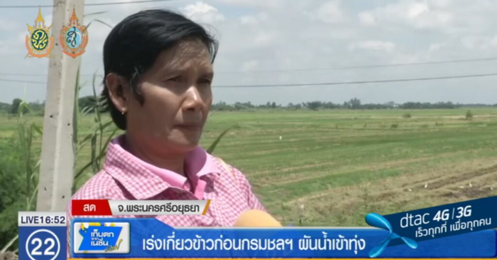 เร่งเกี่ยวข้าวก่อนกรมชลฯ ผันน้ำเข้าทุ่ง