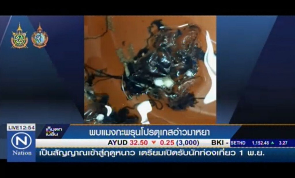 พบแมงกะพรุนโปรตุเกส อ่าวมาหยา พบแมงกะพรุนโปรตุเกส อ่าวมาหยา