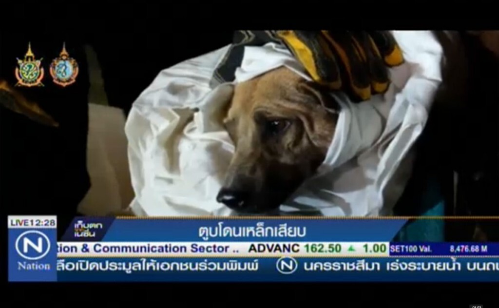 ตูบกระโดดข้ามรั้ว ถูกเหล็กเสียบ ตูบกระโดดข้ามรั้ว ถูกเหล็กเสียบ