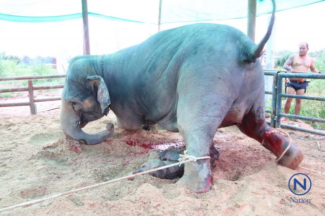 แม่ช้างเบ่งท้องตกลูก
ไล่เหยียบลูกปางตาย
ควาญช้างเสี่ยงชีวิตชิงตัว
รอดตายหวุดหวิด