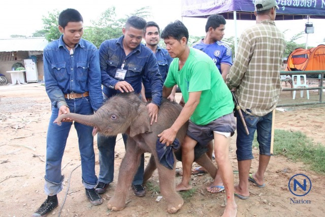 แม่ช้างเบ่งท้องตกลูก
ไล่เหยียบลูกปางตาย
ควาญช้างเสี่ยงชีวิตชิงตัว
รอดตายหวุดหวิด