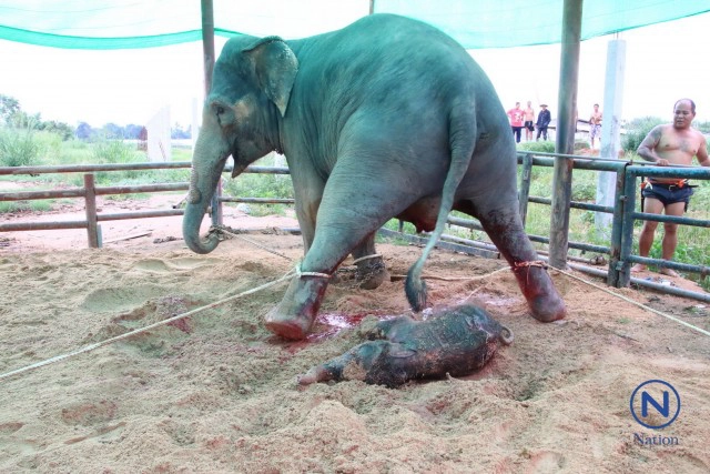 แม่ช้างเบ่งท้องตกลูก
ไล่เหยียบลูกปางตาย
ควาญช้างเสี่ยงชีวิตชิงตัว
รอดตายหวุดหวิด