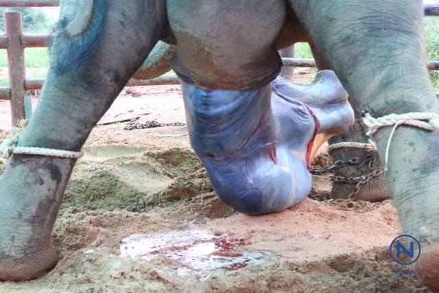 แม่ช้างเบ่งท้องตกลูก
ไล่เหยียบลูกปางตาย
ควาญช้างเสี่ยงชีวิตชิงตัว
รอดตายหวุดหวิด