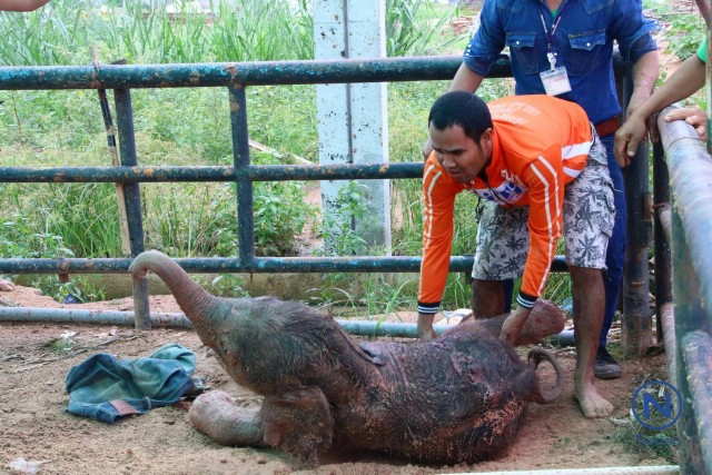 แม่ช้างเบ่งท้องตกลูก
ไล่เหยียบลูกปางตาย
ควาญช้างเสี่ยงชีวิตชิงตัว
รอดตายหวุดหวิด