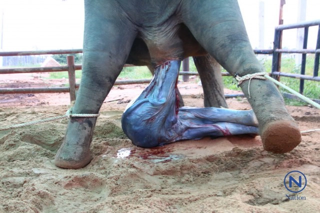 แม่ช้างเบ่งท้องตกลูก
ไล่เหยียบลูกปางตาย
ควาญช้างเสี่ยงชีวิตชิงตัว
รอดตายหวุดหวิด