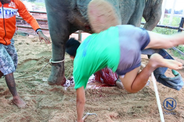 แม่ช้างเบ่งท้องตกลูก
ไล่เหยียบลูกปางตาย
ควาญช้างเสี่ยงชีวิตชิงตัว
รอดตายหวุดหวิด