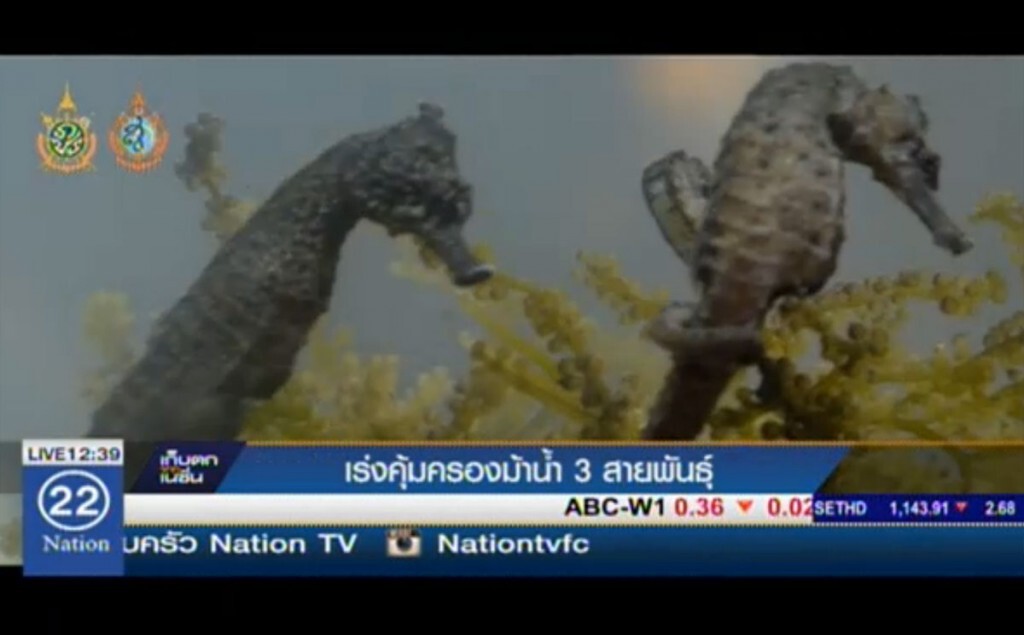 เร่งคุ้มครองม้าน้ำ 3 สายพันธุ์ เร่งคุ้มครองม้าน้ำ 3 สายพันธุ์