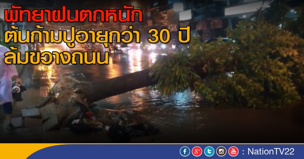 พัทยาฝนฟ้าคะนองลมแรง ต้นไม้ใหญ่อายุกว่า 30 ปีล้มขวางถนน