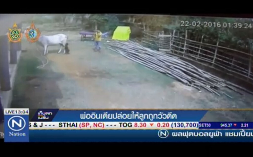 พ่อชาวอินเดีย ปล่อยให้ลูกถูกวัวดีด พ่อชาวอินเดีย ปล่อยให้ลูกถูกวัวดีด