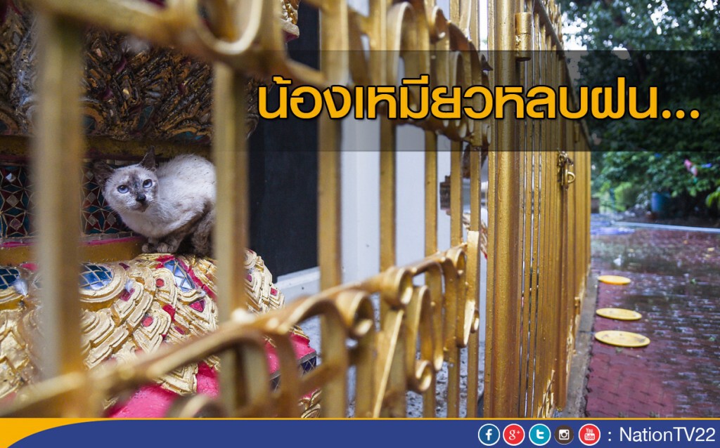 น้องเหมียวหลบฝน... น้องเหมียวหลบฝน...