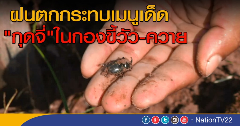 ฝนตกกระทบเมนูเด็ด "กุดจี่" ในกองขี้วัวขี้ควาย ฝนตกกระทบเมนูเด็ด "กุดจี่" ในกองขี้วัวขี้ควาย