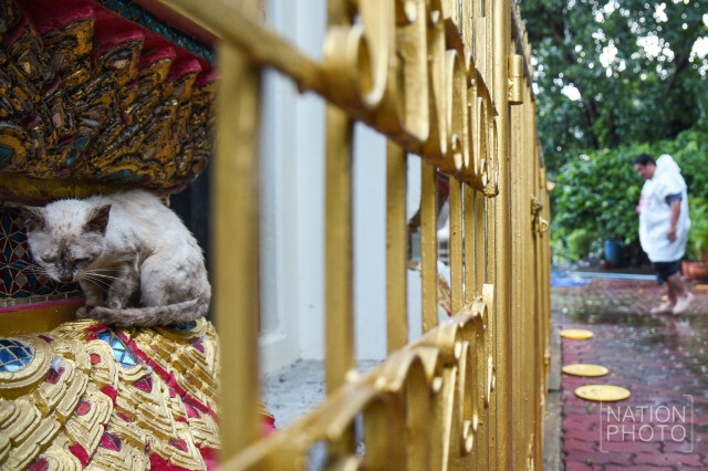น้องเหมียวหลบฝน...