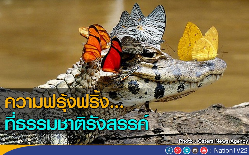 ความงดงามที่ธรรมชาติรังสรรค์ ความงดงามที่ธรรมชาติรังสรรค์