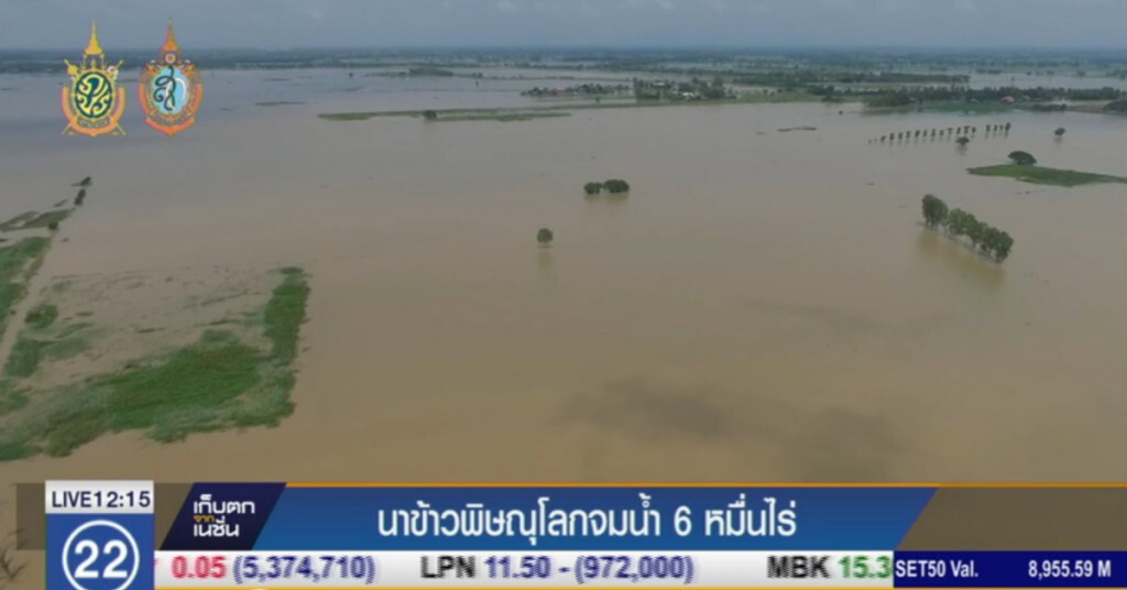 นาข้าวพิษณุโลก น้ำท่วมเสียหายแล้ว 60,000 ไร่