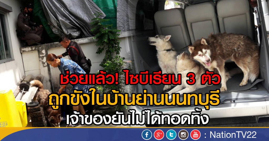 ช่วยแล้ว! ไซบีเรียน 3 ตัว
ถูกขังในบ้านย่านนนทบุรี
เจ้าของยันไม่ได้ทอดทิ้ง ช่วยแล้ว! ไซบีเรียน 3 ตัว
ถูกขังในบ้านย่านนนทบุรี
เจ้าของยันไม่ได้ทอดทิ้ง