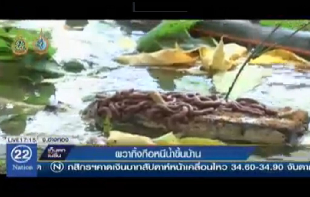 ผวากิ้งกือหนีน้ำขึ้นบ้าน ผวากิ้งกือหนีน้ำขึ้นบ้าน