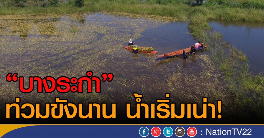 "บางระกำ"
ท่วมขังนาน น้ำเริ่มเน่า!