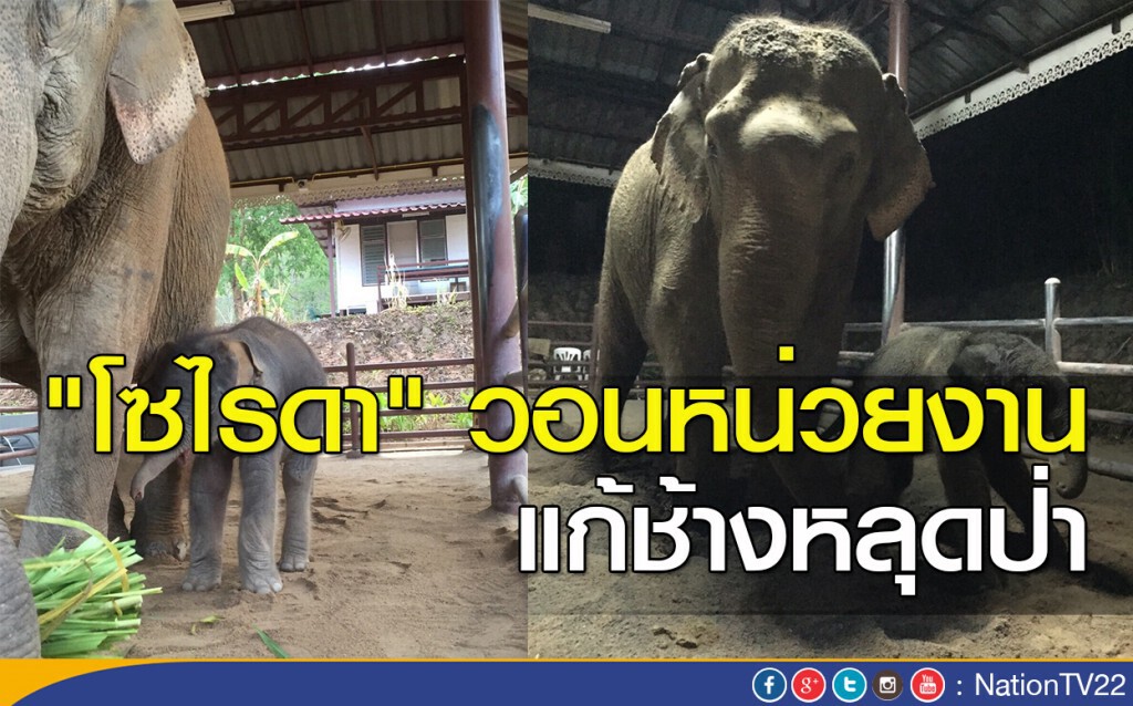 "โซไรดา" วอนหน่วยงาน แก้ช้างหลุดป่า "โซไรดา" วอนหน่วยงาน แก้ช้างหลุดป่า